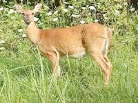 2cecc44.jpg