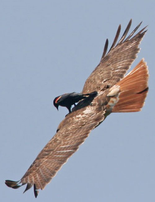 Aerodynamics 101.jpg