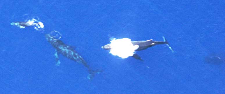 e=Whale 3.jpg