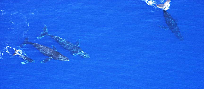 e=Whales 4.jpg