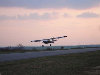 Kitfoxflies.jpg