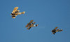 WWI_Planes_in_flight.jpg