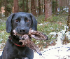 EasterBunnyDog.bmp