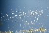 SW FL View_Birds.jpg